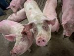 Three pigs in a pig barn in Manitoba.