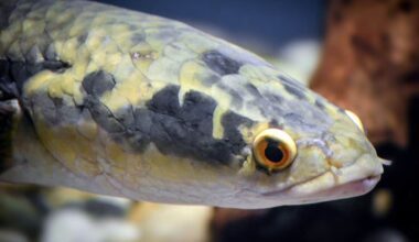 50,000 eggs per female: why this Asian fish now worries wildlife officials