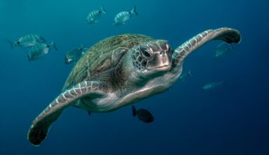 There are just 7 species of sea turtle – Here's where to find them and how to tell them apart
