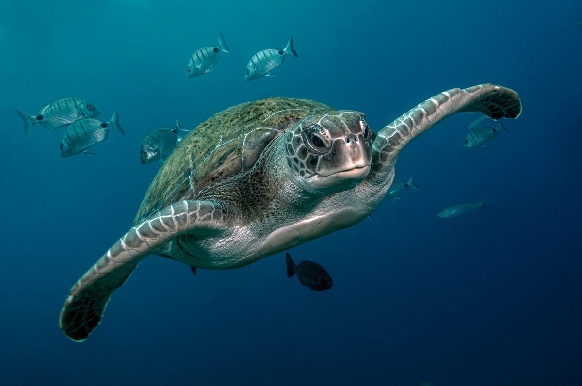 There are just 7 species of sea turtle – Here's where to find them and how to tell them apart