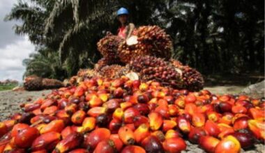 Mixed outcomes seen for Malaysian palm oil industry
