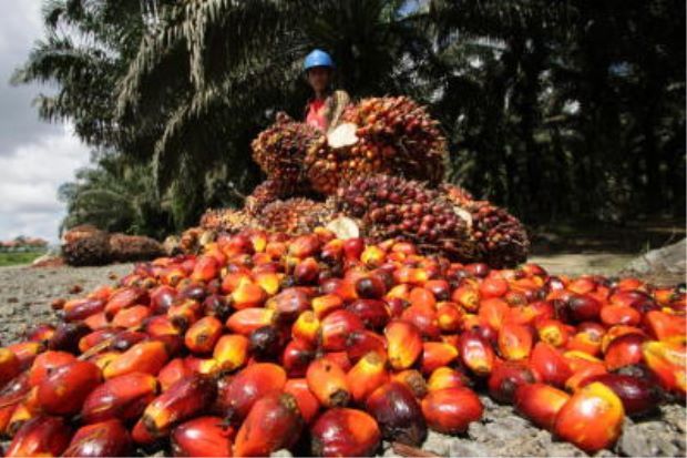 Mixed outcomes seen for Malaysian palm oil industry