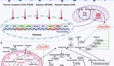 Itaconate and its derivatives in human health and diseases