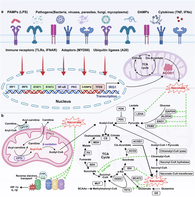 Itaconate and its derivatives in human health and diseases