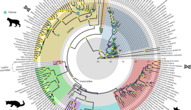 Adaptive zones of feliforms and evolutionary regimes within terrestrial mammalian carnivores