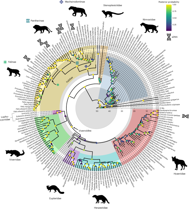 Adaptive zones of feliforms and evolutionary regimes within terrestrial mammalian carnivores