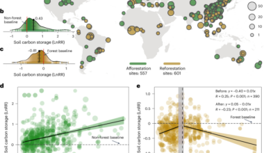 Afforestation and reforestation support coupled gains in soil life and carbon storage worldwide