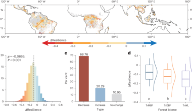 Precipitation and soil phosphorus regulate post-drought resilience in tropical forests