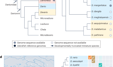 Zebrafish relatives as models for functional comparative genetics and genomics