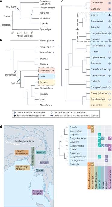 Zebrafish relatives as models for functional comparative genetics and genomics