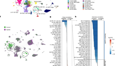 Developmental xenocortication using human-derived organoids in mice