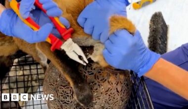 Vets remove garden lantern from fox's head in Haddenham