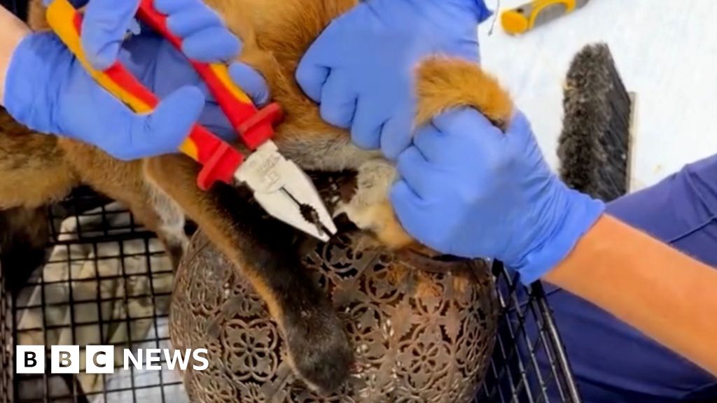 Vets remove garden lantern from fox's head in Haddenham