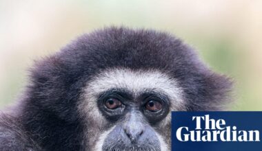 They’re the sopranos of the forest, so what’s silencing the gibbons’ morning chorus? | Primatology
