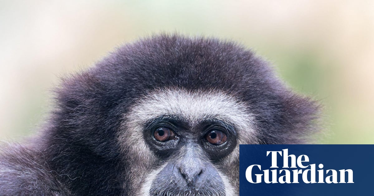 They’re the sopranos of the forest, so what’s silencing the gibbons’ morning chorus? | Primatology