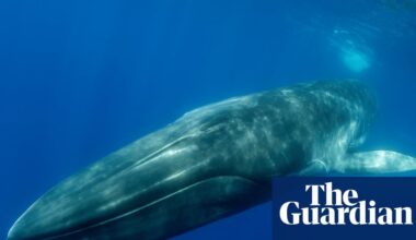 Iceland to submit bill that could ban whaling in its waters | Iceland