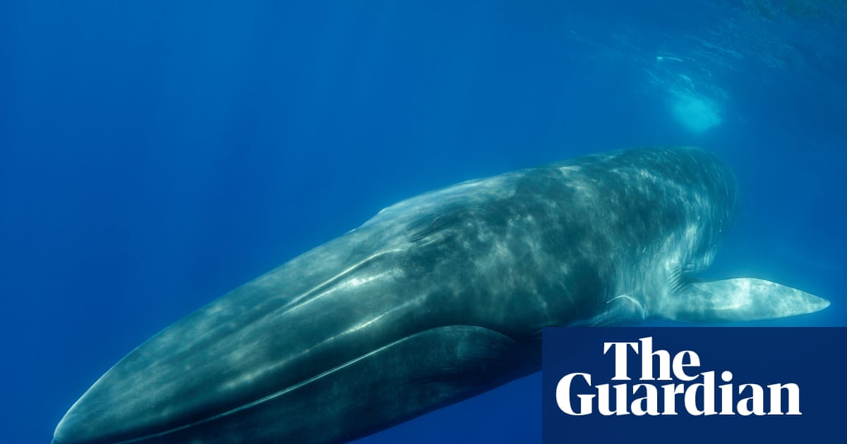 Iceland to submit bill that could ban whaling in its waters | Iceland