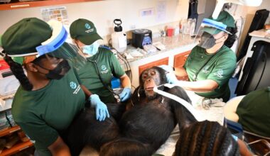 Chimpanzees once used in hep B experiments receive care in Liberia