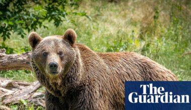 ‘So big and so close’: going on a bear hunt in northern Spain | Spain holidays
