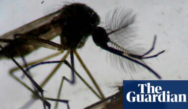 Invasive tropical mosquito found breeding in east London | Invasive species