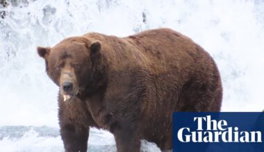 Fat Bear Week has returned – and the salmon are swimming for their lives | Alaska