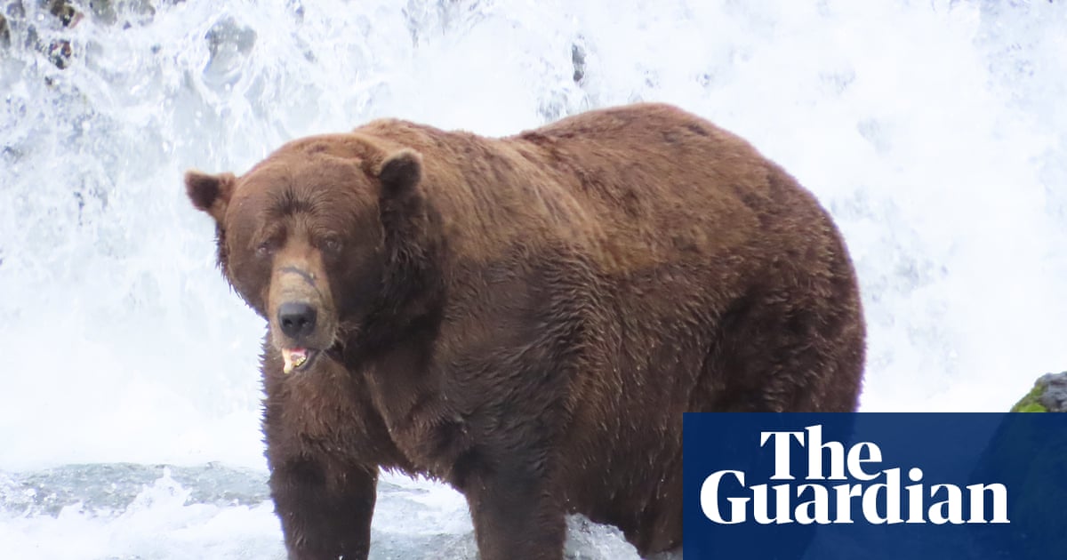 Fat Bear Week has returned – and the salmon are swimming for their lives | Alaska