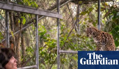 New cat species identified for first time in more than a century in Bolivia | Bolivia