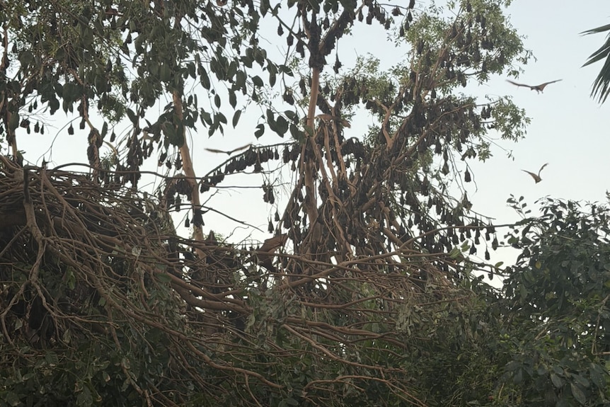 Flying foxes roost and fly among damaged tree branches in Sunset.