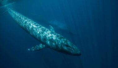 can any animals lill a blue whale