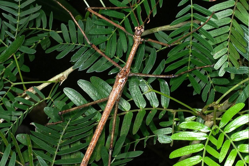 a large stick insect on a plant