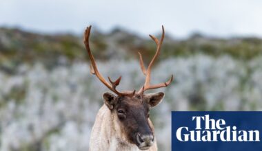 Millions of dollars in funding but still no plan: can Quebec save its caribou from extinction? | Wildlife