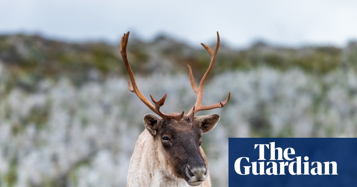 Millions of dollars in funding but still no plan: can Quebec save its caribou from extinction? | Wildlife