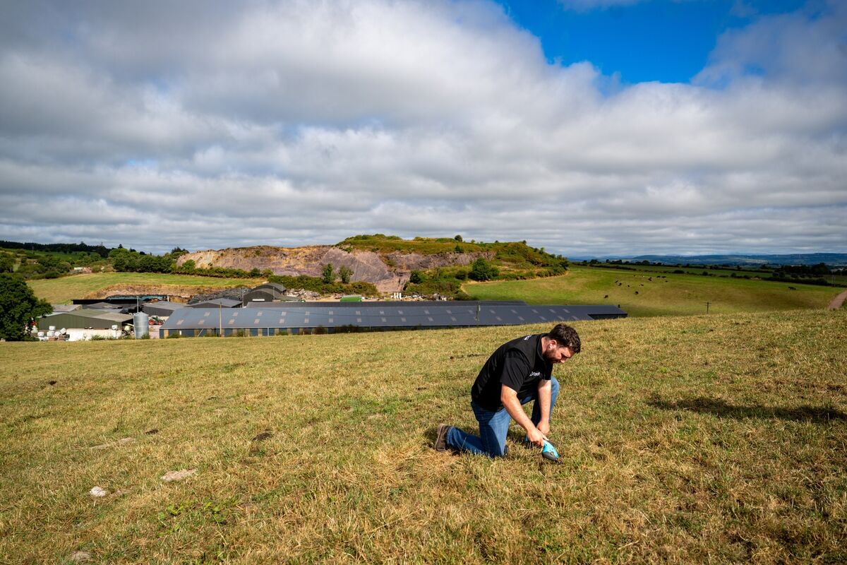 Tim Casey, founder and chief executive of Cork Grassland Services, checks the condition of the grass on Brian Duncan’s farm in East Cork following weeks of drought. Picture: Chani Anderson