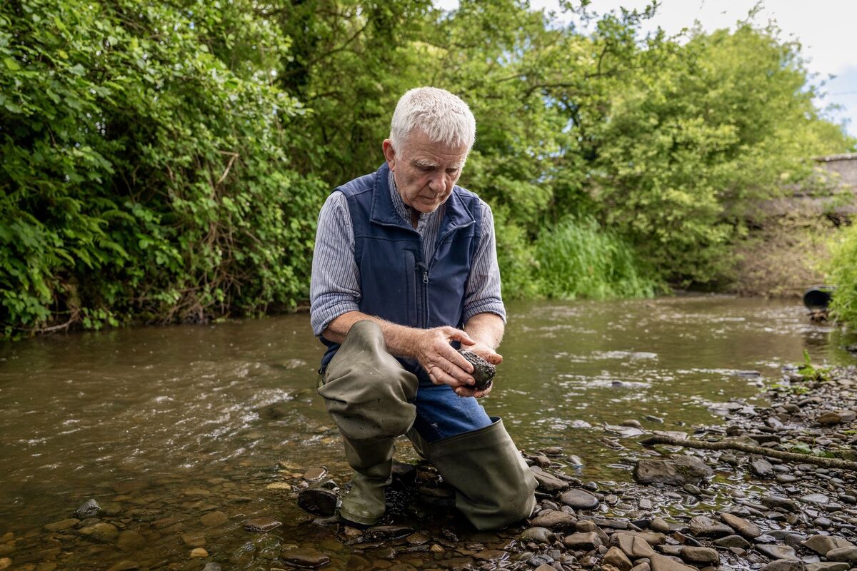 Jim Harding examines river stones for signs of aquatic life on a tributary of the River Barrow near Gowran, Co Kilkenny. Harding says species that once thrived on the riverbed have become increasingly scarce as sediment, which he attributes to run-off from roadworks and construction activity, accumulates in spawning grounds and habitats. Picture: Chani Anderson