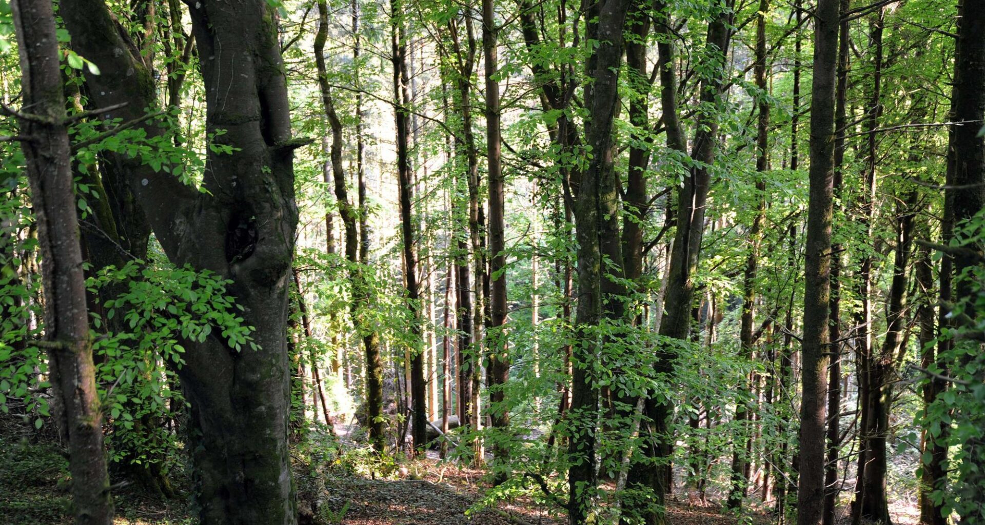 Latest annual review from the Climate Change Advisory Council says the Government’s commitment to achieve the 18% tree cover is growing 'increasingly unrealistic' and the forestry sector remains a 'particular concern'. Picture: Denis Minihane