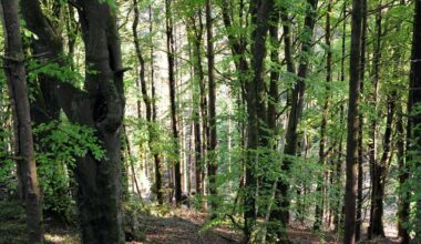 Latest annual review from the Climate Change Advisory Council says the Government’s commitment to achieve the 18% tree cover is growing 'increasingly unrealistic' and the forestry sector remains a 'particular concern'. Picture: Denis Minihane