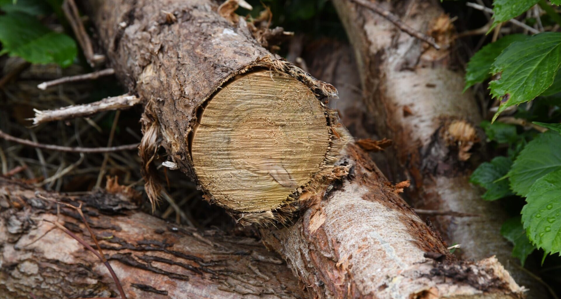 Cork councillor seeks pause on tree removal at area earmarked as possible ecology park