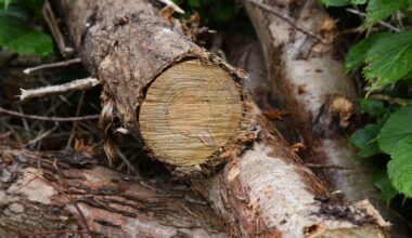 Cork councillor seeks pause on tree removal at area earmarked as possible ecology park
