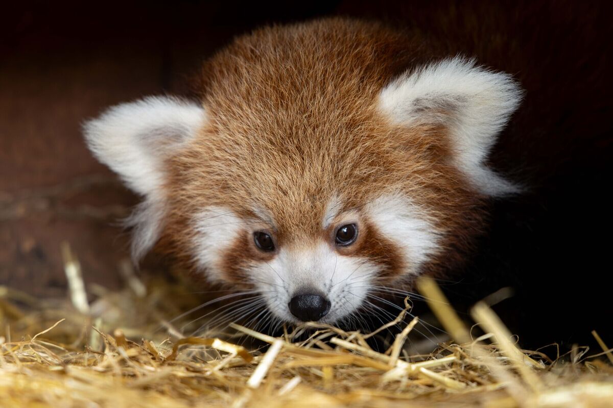 Cork's Fota Wildlife Park has announced the arrival of two endangered red panda cubs, born at the park. Picture: Michael O'Sullivan / OSM PHOTO