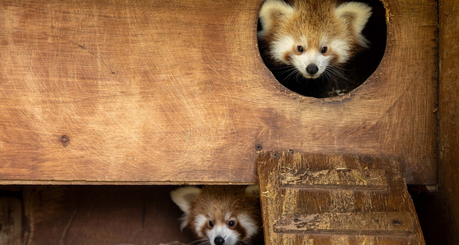 Cork's Fota Wildlife Park announces birth of two endangered red panda cubs