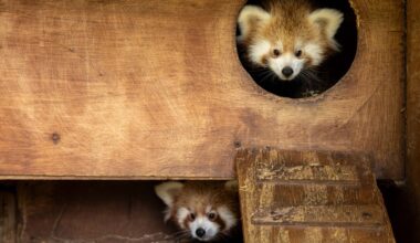 Cork's Fota Wildlife Park announces birth of two endangered red panda cubs