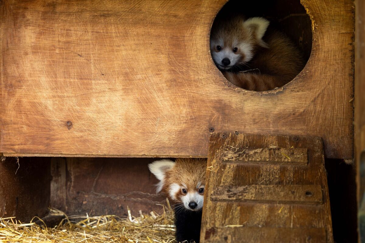 Fota Wildlife Park in Cork has announced the arrival of two endangered red panda cubs, born at the park. Picture: Michael O'Sullivan / OSM PHOTO
