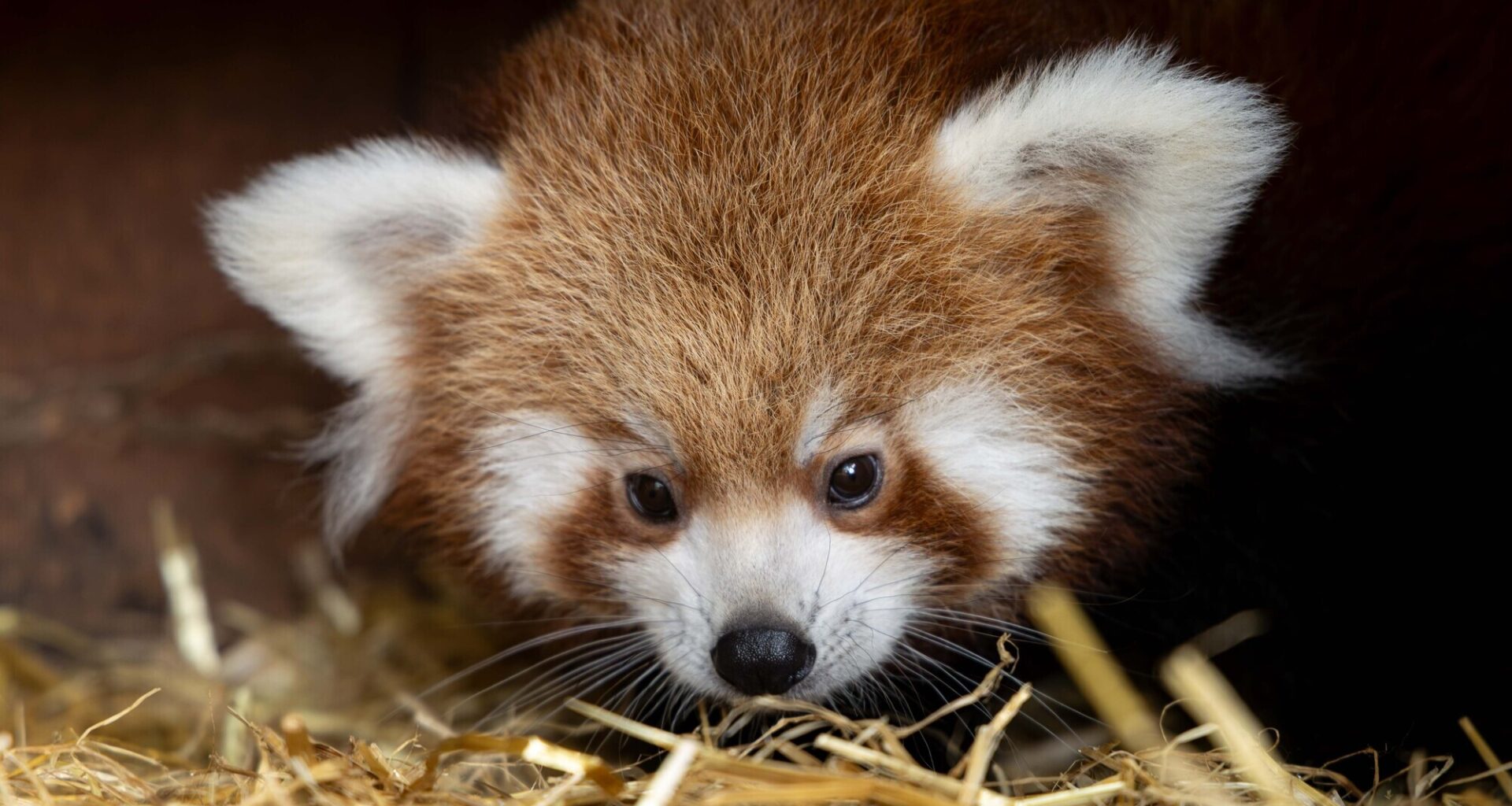 Fota Wildlife Park in Cork has announced the arrival of two endangered red panda cubs, born at the park. Picture: Michael O'Sullivan / OSM PHOTO