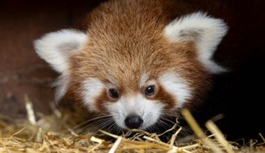 Fota Wildlife Park in Cork has announced the arrival of two endangered red panda cubs, born at the park. Picture: Michael O'Sullivan / OSM PHOTO
