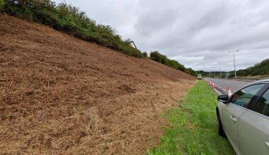 Scrub clearance in Curraheen described as a 'disaster' for hedgehogs, birds, bats and more