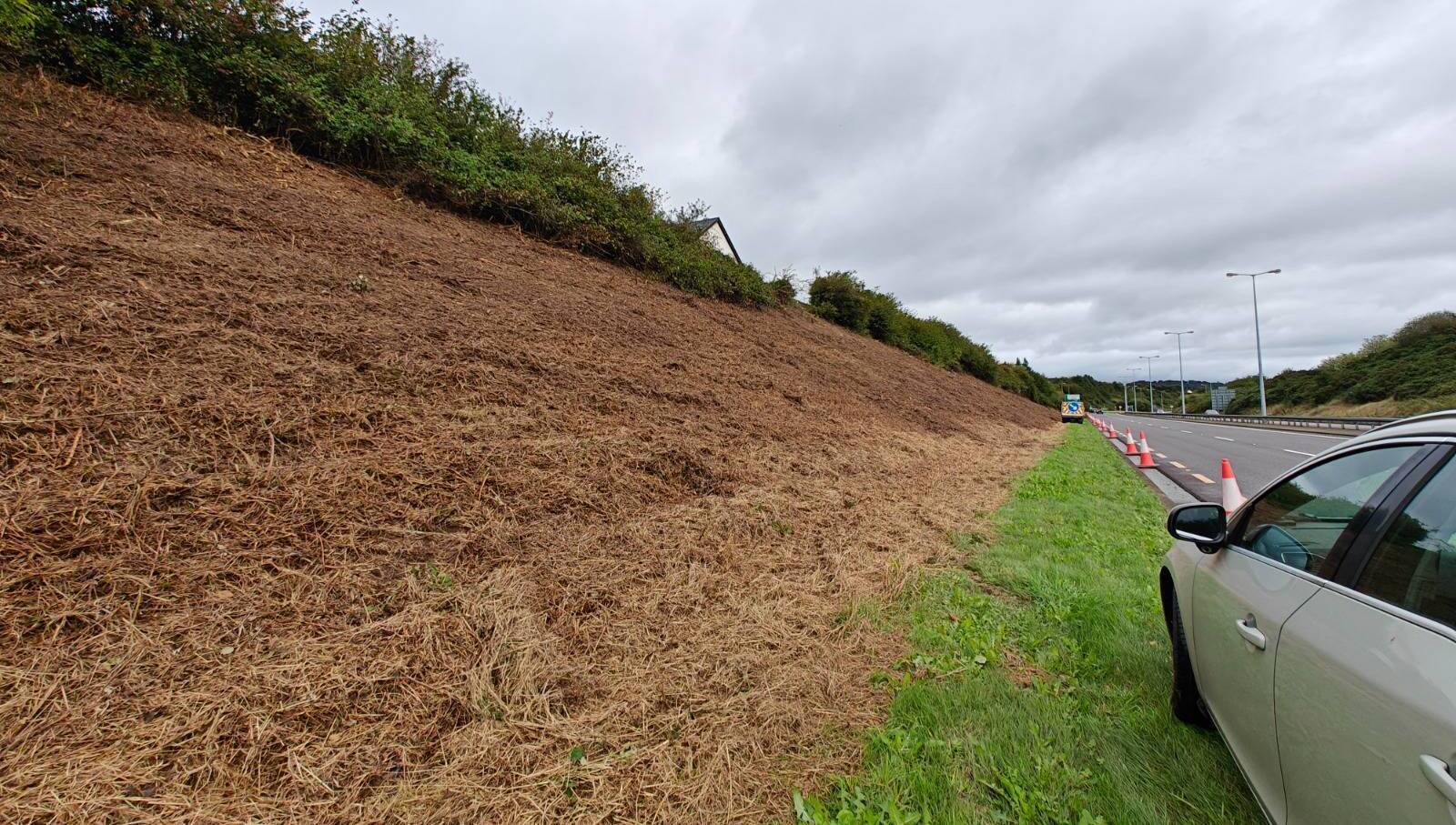 Scrub clearance in Curraheen described as a 'disaster' for hedgehogs, birds, bats and more
