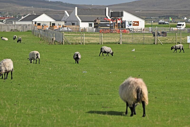 Sheep grazing close to the roadside in Keel Achill, Picture: Conor McKeown