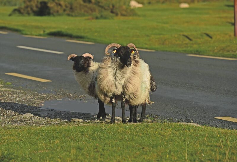 Sheep grazing along the roadside in Keel Achill, Picture: Conor McKeown