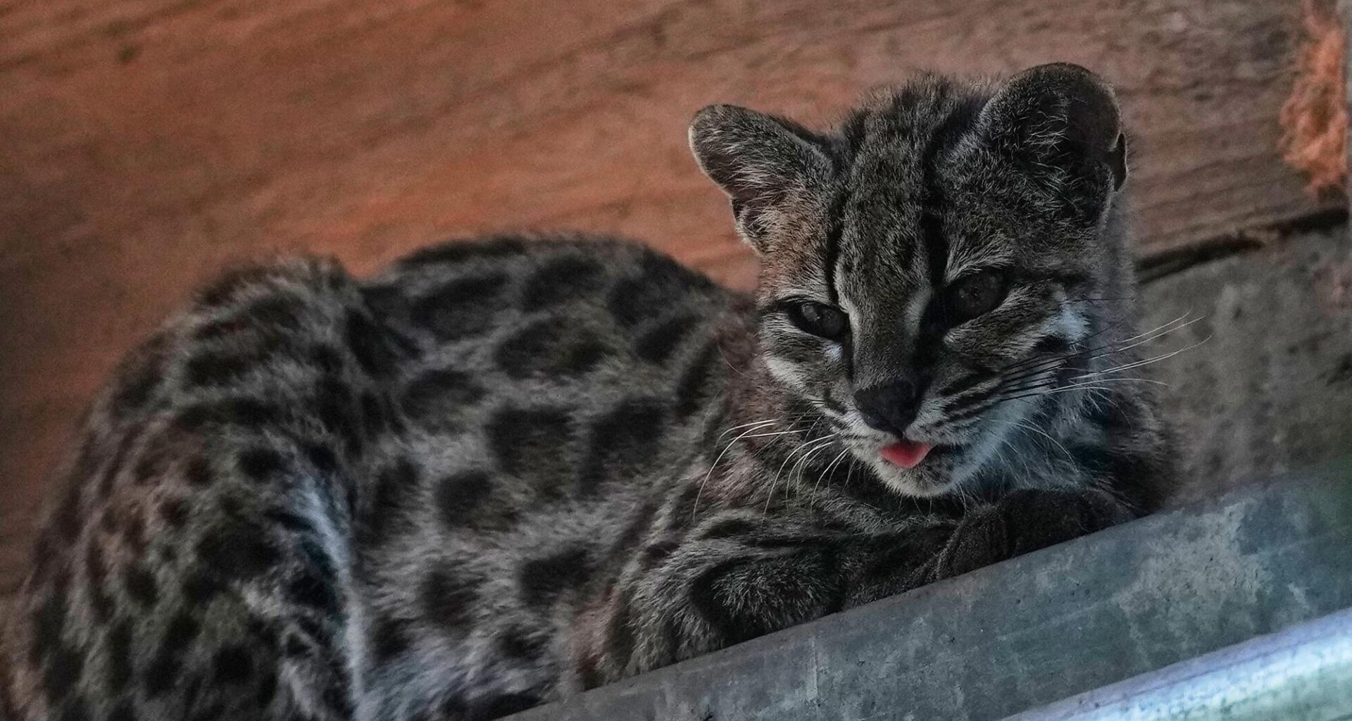 A small spotted wild cat identified as a new species inside Senda Verde Wildlife Sanctuary in Bolivia’s Yungas region (Juan Karita/AP)