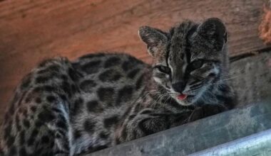 A small spotted wild cat identified as a new species inside Senda Verde Wildlife Sanctuary in Bolivia’s Yungas region (Juan Karita/AP)